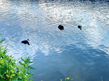 High angle view of ducks swimming in lake