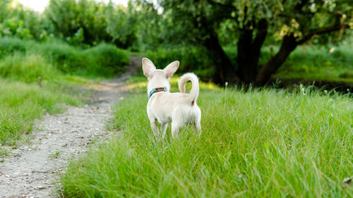 White dog standing on field