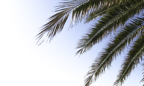 Low angle view of palm tree against clear sky