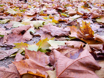 Full frame shot of dry autumn leaves