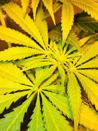 Full frame shot of green plant
