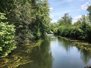 Scenic view of forest against sky