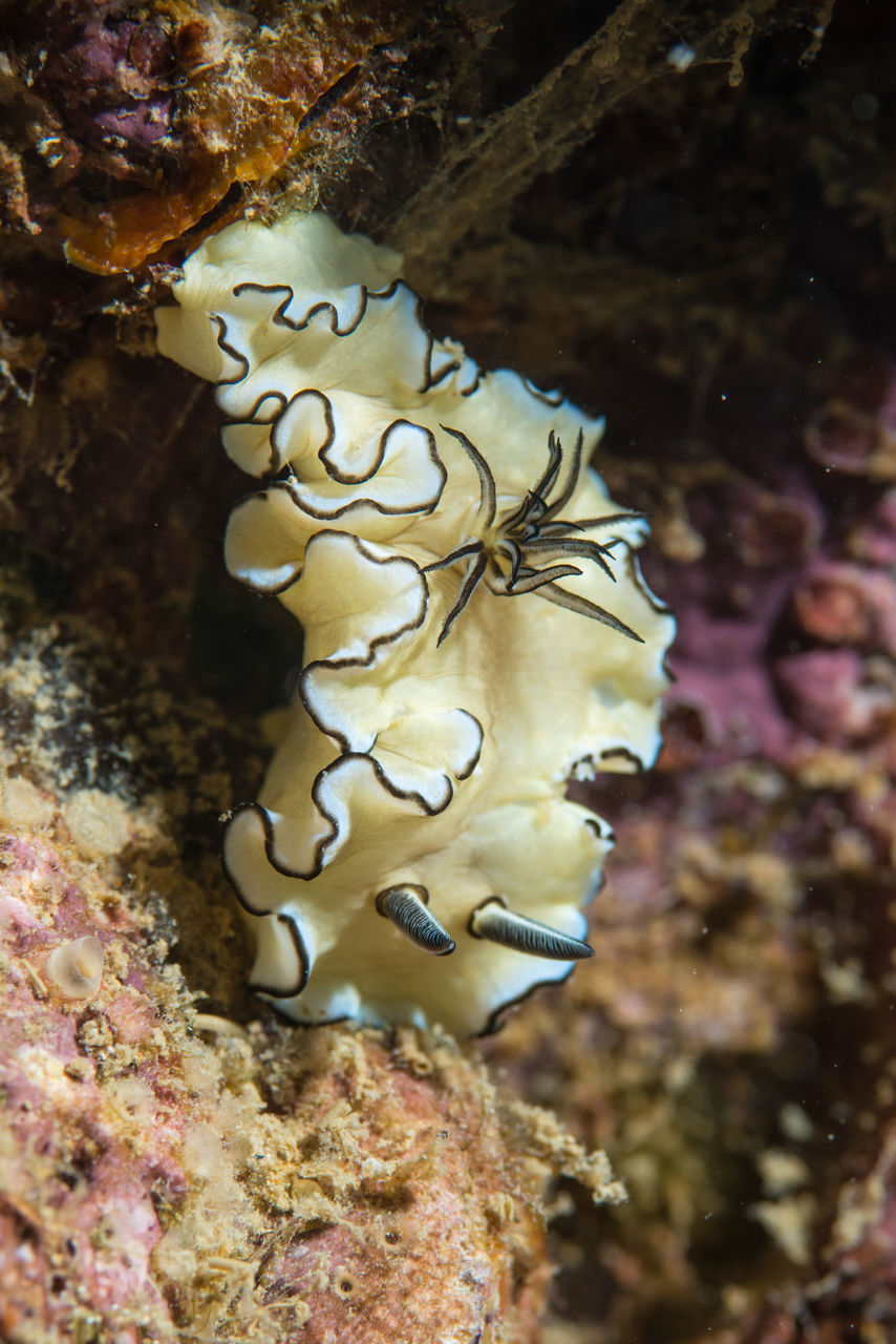 CLOSE-UP OF JELLYFISH IN SEA