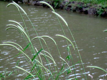 Close up of leaves