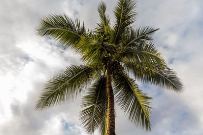 Low angle view of palm tree against sky