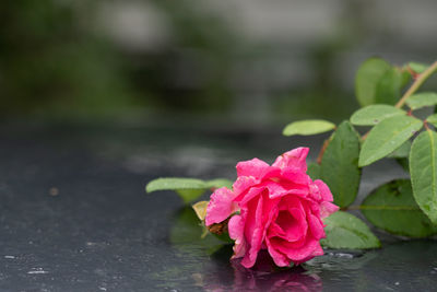 Close-up of pink rose