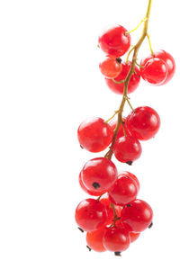 Close-up of red berries against white background