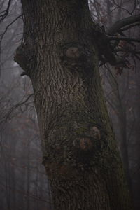 Close-up of tree trunk