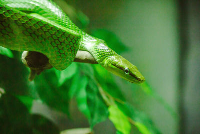 Rat tailed ratsnake the body and head are green. 