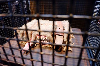 Close-up of bird in cage