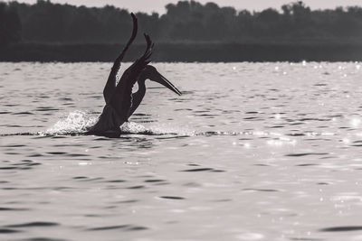 Man swimming in sea