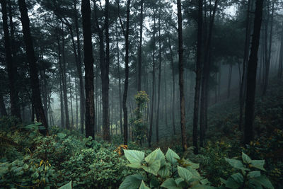 Trees in forest