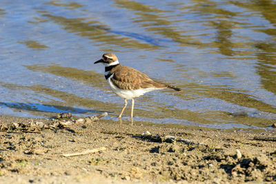 Side view of a bird on beach