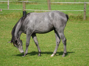 Side view of horse standing on field