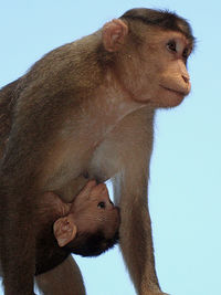 Close-up of monkey