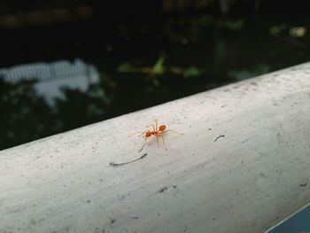 High angle view of spider on web