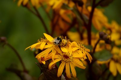 Close-up of bee pollinating on yellow flower