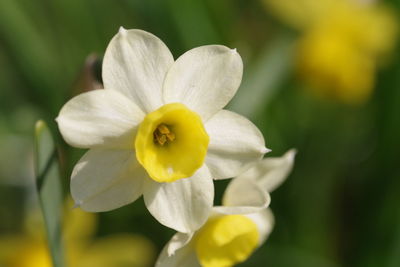 Close-up of white flowering plant