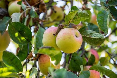 fruit