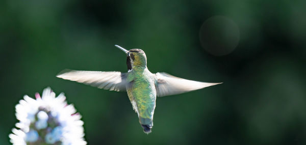 Close-up of bird flying