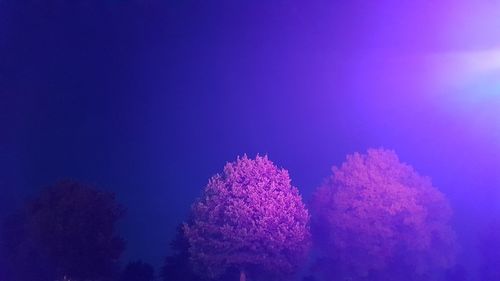Low angle view of pink flower against blue sky