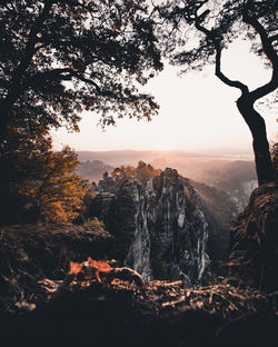 Scenic view of trees against sky during sunset