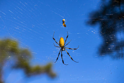 Close-up of spider and web