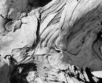 Detail shot of tree trunk