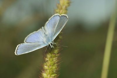 Close-up of insect on plant