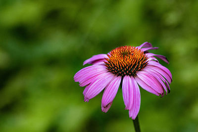 Close-up of purple coneflower