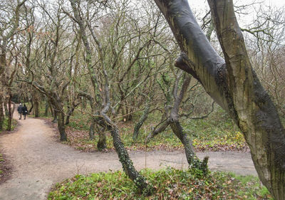 Trees in forest