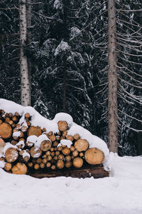 Stack of logs in forest during winter