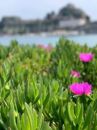 Close-up of pink lotus water lily