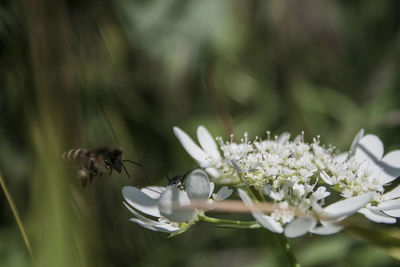 Close-up of bee pollinating on flower