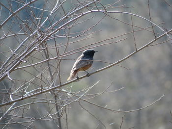 Low angle view of bird perching on branch