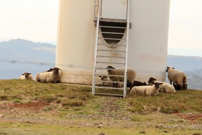 Sheep relaxing on field against sky