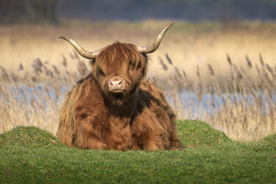 Portrait of horse on field