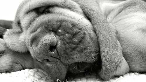 Close-up of dog sleeping