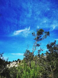 Low angle view of trees against sky