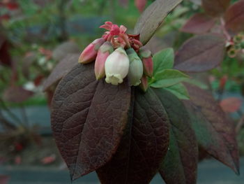 Close-up of pink flowers