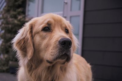 Close-up portrait of dog
