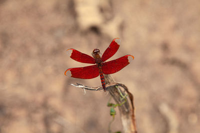 High angle view of red flowering plant on field