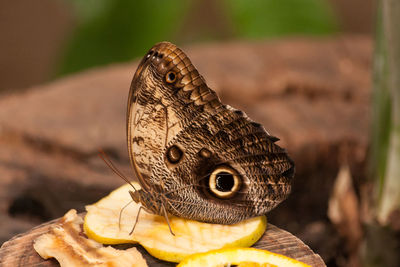 Close-up of butterfly