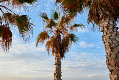 Low angle view of palm trees against sky