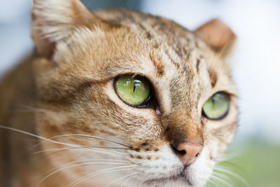 Close-up of cat looking away