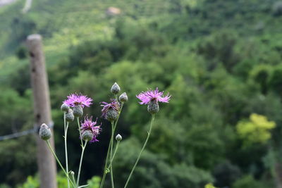 Close-up of purple flowering plant