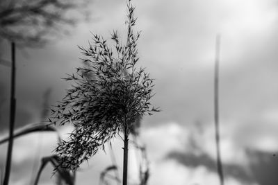 Close-up of wilted plant against sky