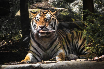 Tiger in a forest