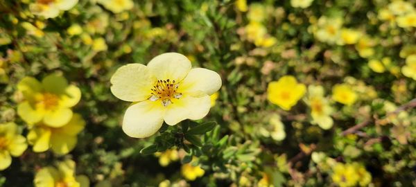 Close-up of yellow flowering plant