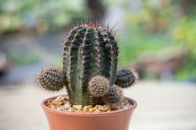 Close-up of cactus plant in pot